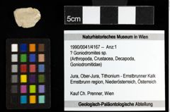 Foto (Objekt + Etiketten) von ? Goniodromites sp. 